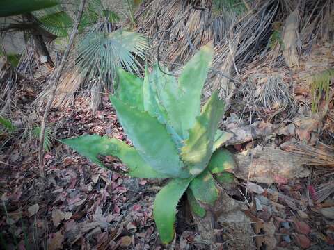 Image of Agave cupreata Trel. & A. Berger