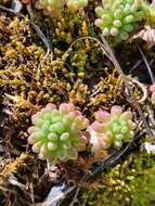 Image of Sedum rubens L.