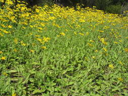 Image of Hieracium lepidulum (Stenstr.) Dahlst.