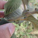 Image of Croton blanchetianus Baill.