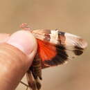 Image de Sphingonotus (Sphingonotus) octofasciatus (Serville 1838)