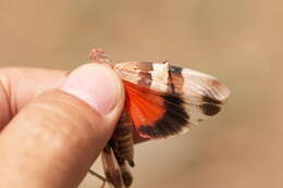 Image de Sphingonotus (Sphingonotus) octofasciatus (Serville 1838)