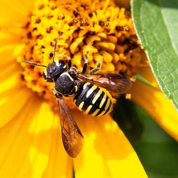 Imagem de Paranthidium jugatorium (Say 1824)