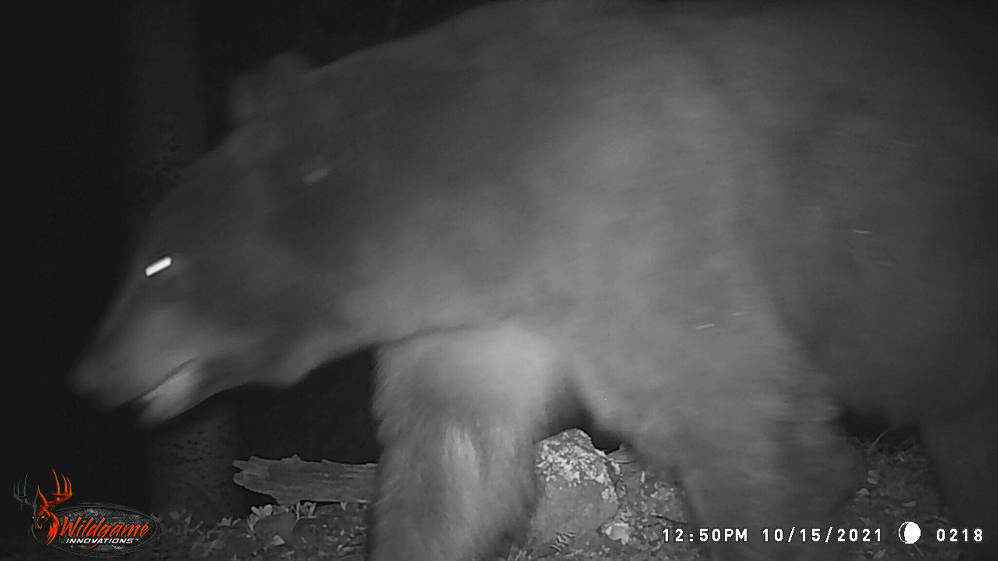 Image of West Mexican Black Bear