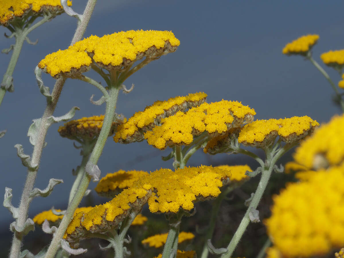 Слика од Helichrysum dasyanthum (Willd.) Sw.