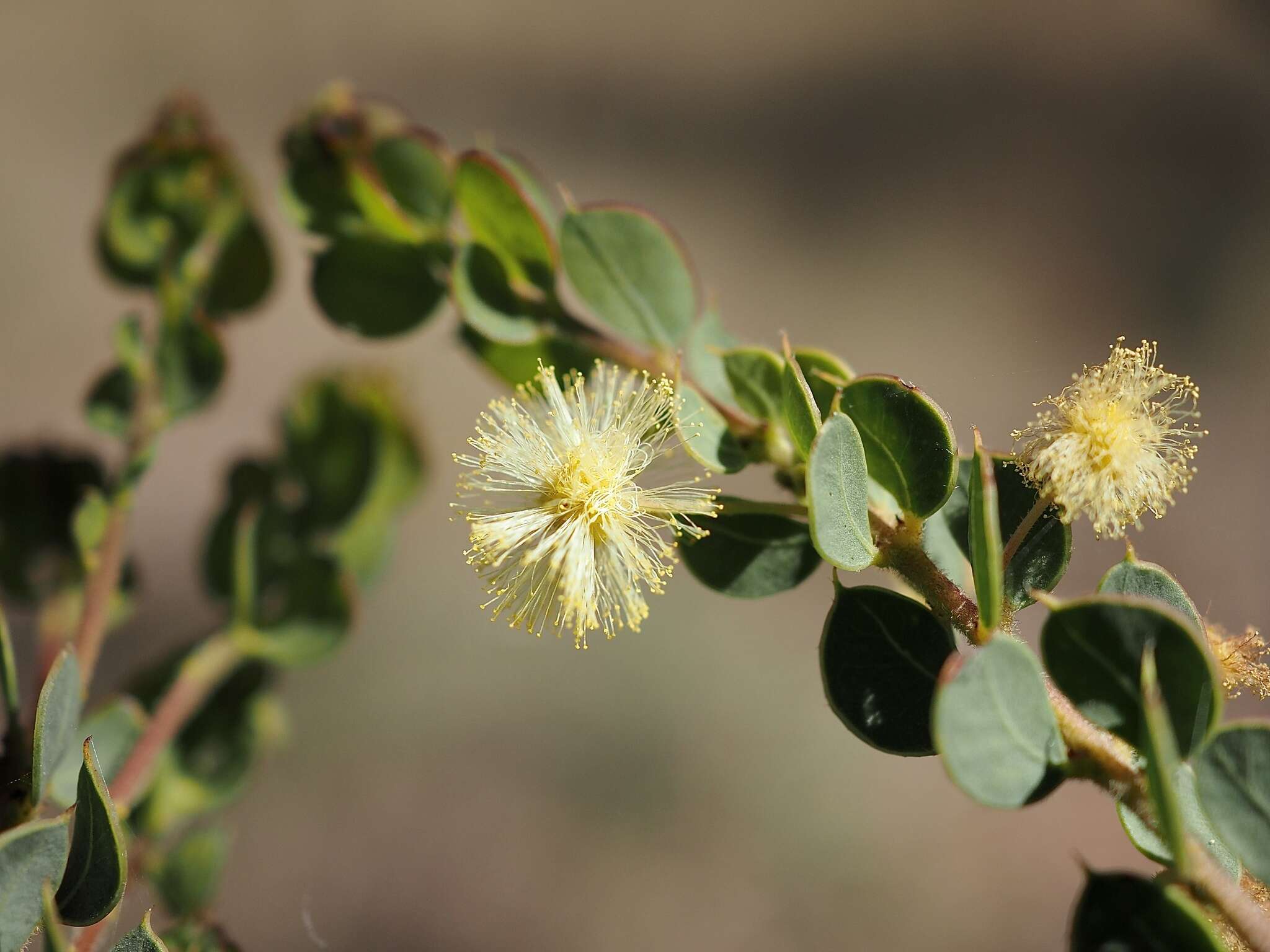 Acacia cremiflora B. J. Conn & Tame的圖片