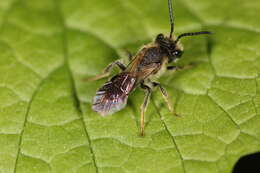 Image of Banks' Andrena