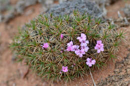 Image of Acantholimon alatavicum Bunge