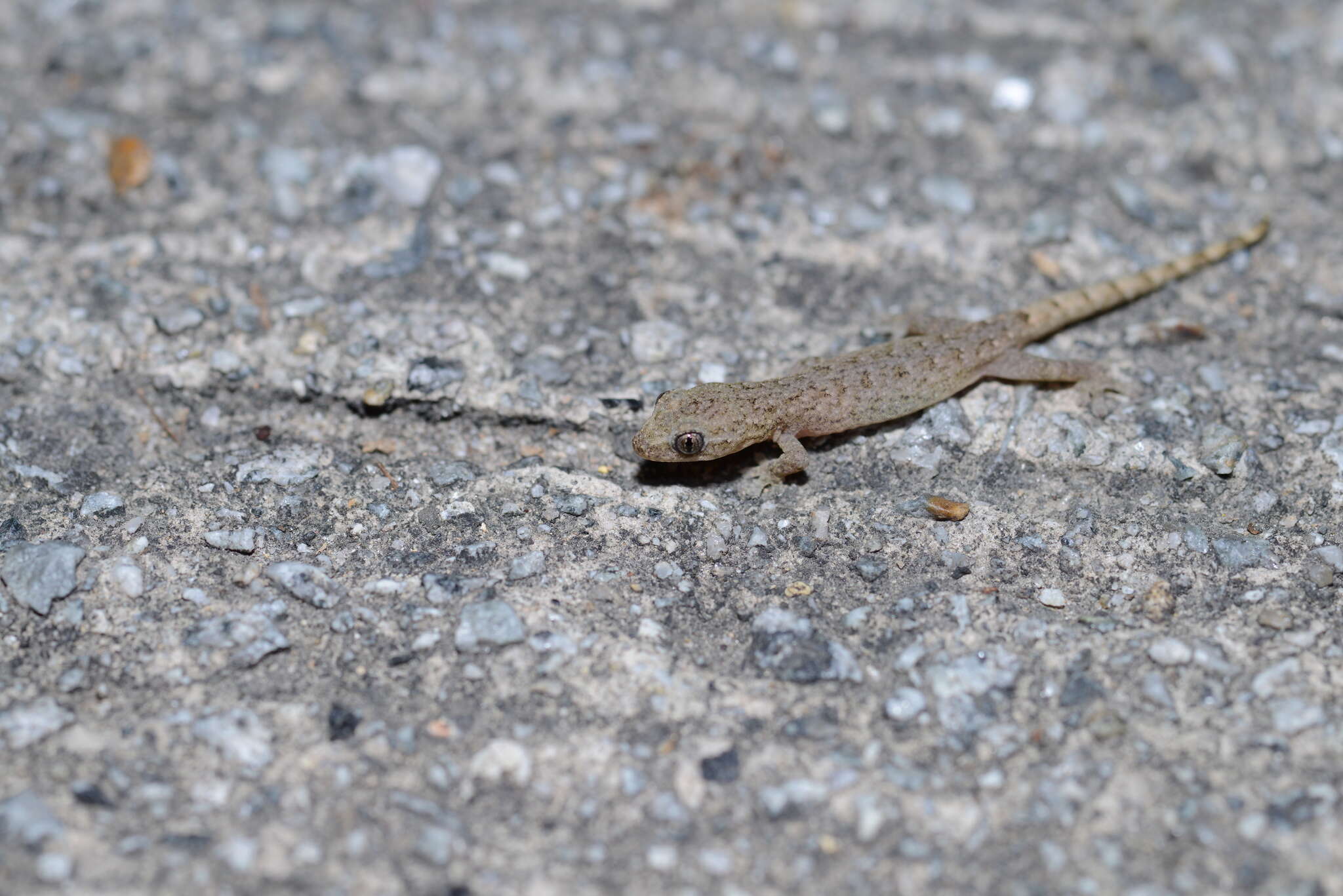 Слика од Hemiphyllodactylus hongkongensis Sung, Lee, Ng, Zhang & Yang 2018