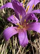 Image of Colchicum bulbocodium Ker Gawl.