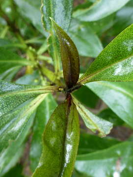 Image of Mousehole tree