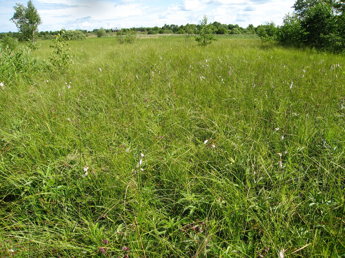 Image of broad-leaved cottongrass