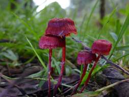 Image of bonnet mushrooms