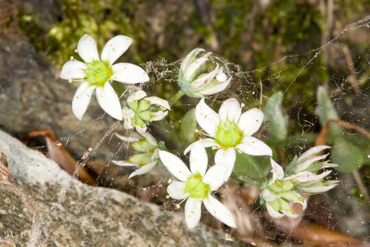 Image of Sedum monregalense Balbis