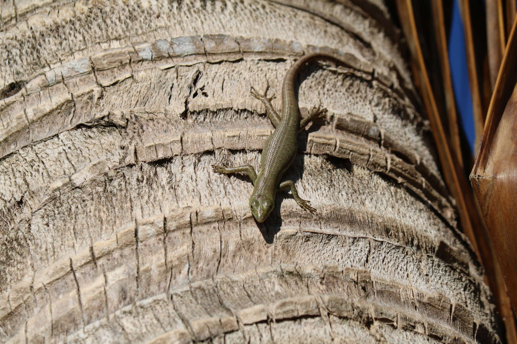 Image of Fiji Green Emo Skink