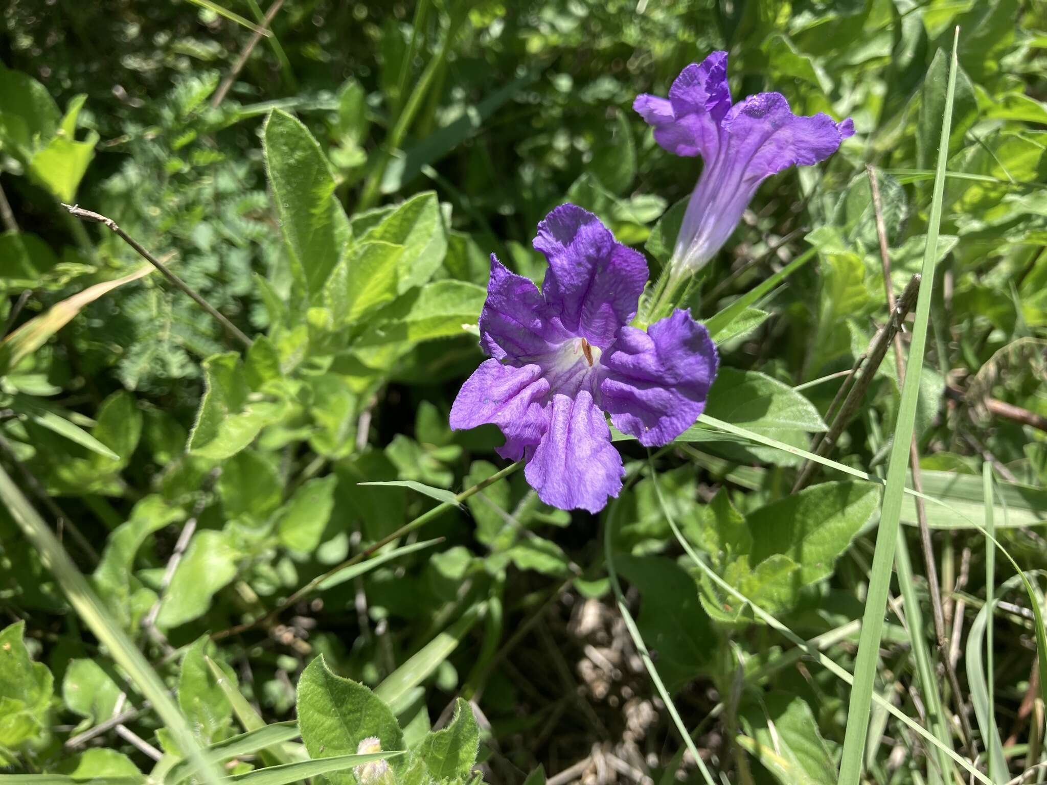 Plancia ëd Ruellia lactea Cav.