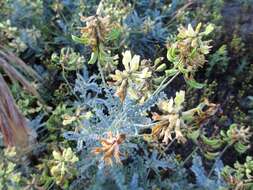 Image de Astragalus nevinii A. Gray ex Lyon