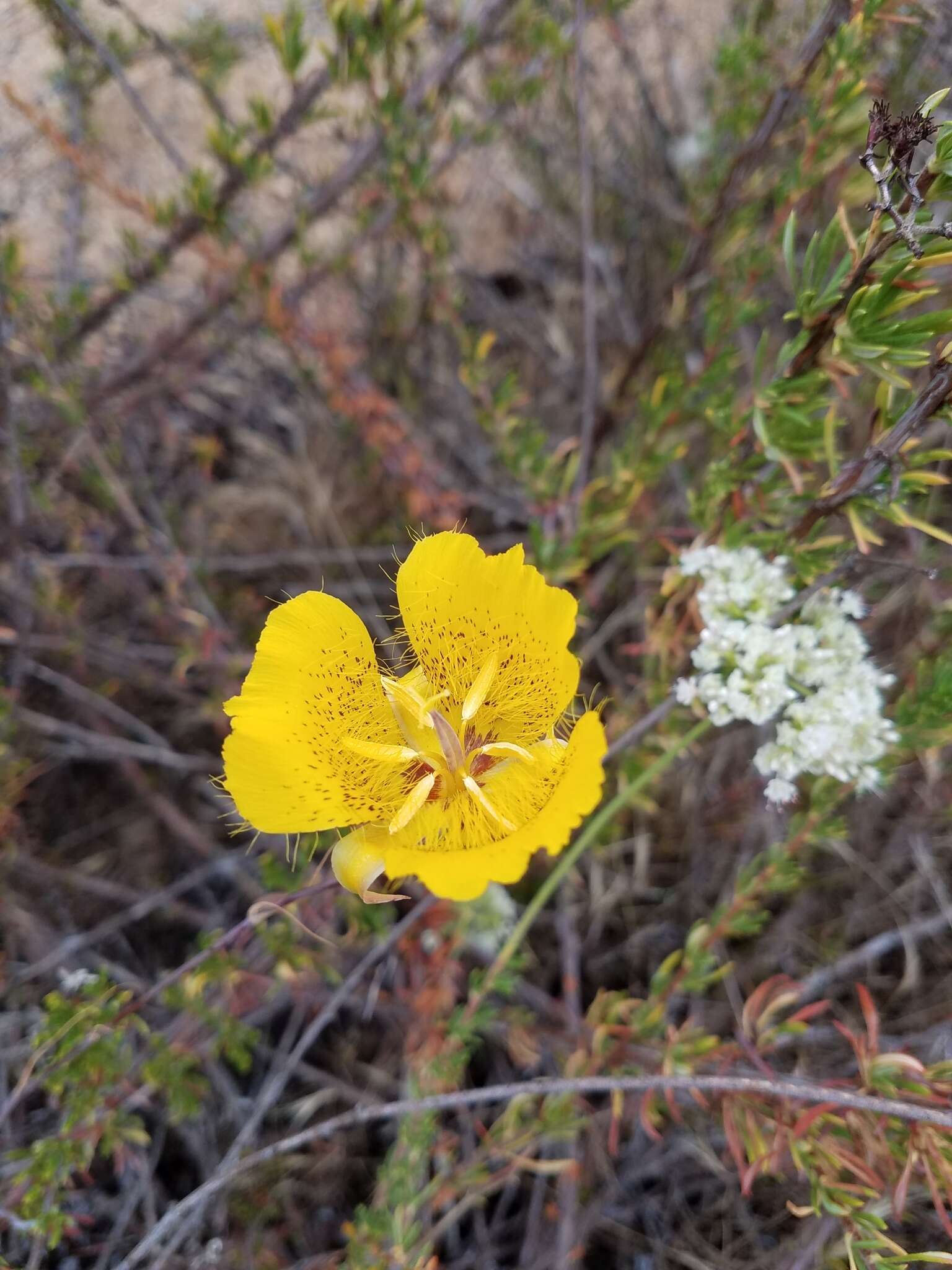 Image of Weed's mariposa lily