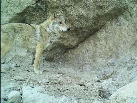 Plancia ëd Canis lupus filchneri (Matschie 1907)