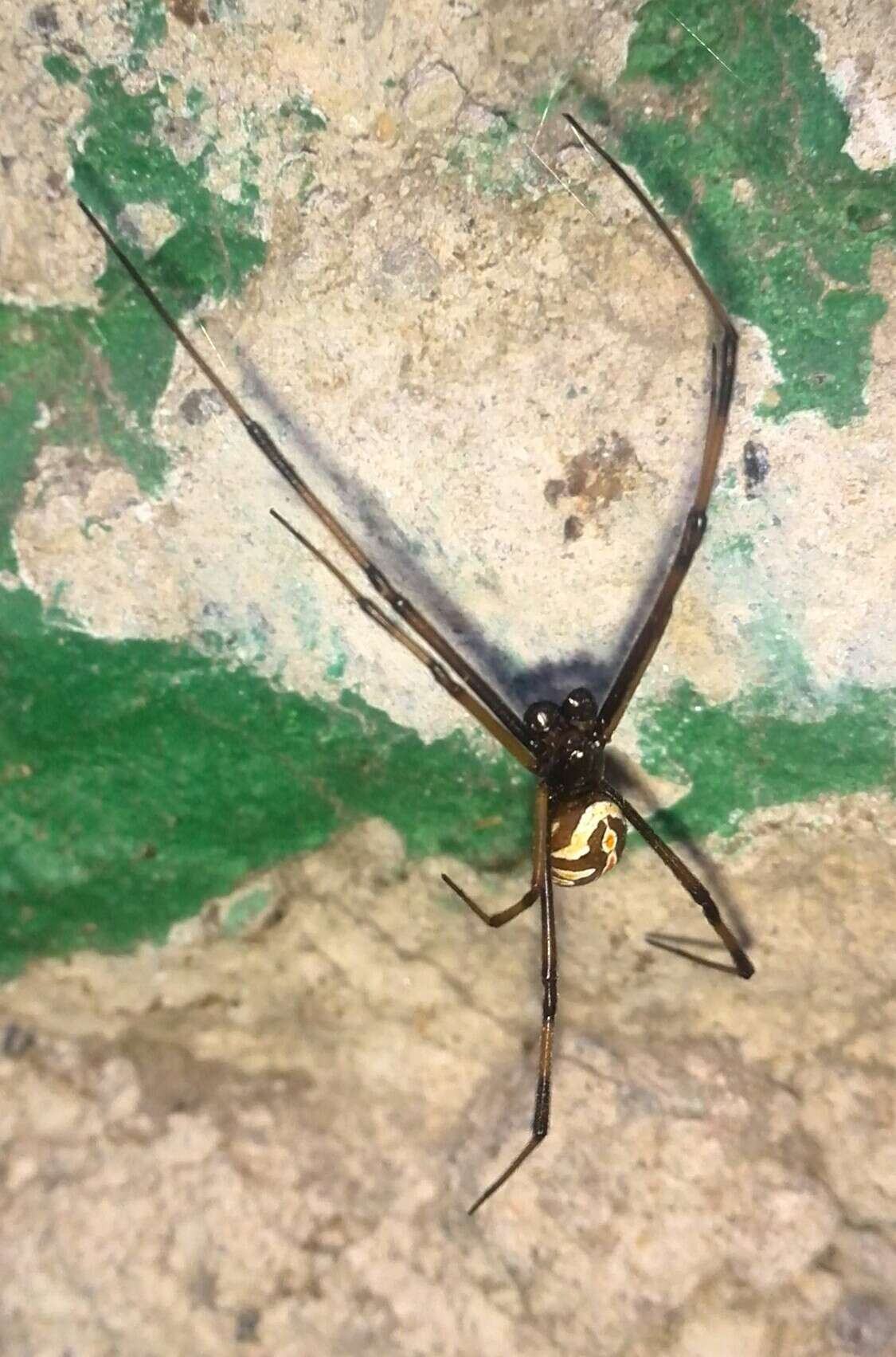 Image de Latrodectus geometricus C. L. Koch 1841