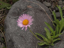 Image of Glacier Fleabane