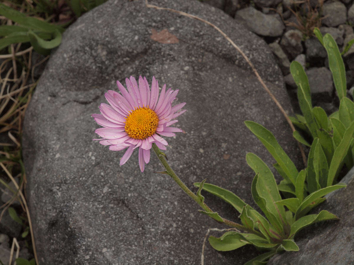 Image of Glacier Fleabane