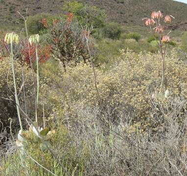 Image of Cotyledon orbiculata var. spuria (L.) Tölken