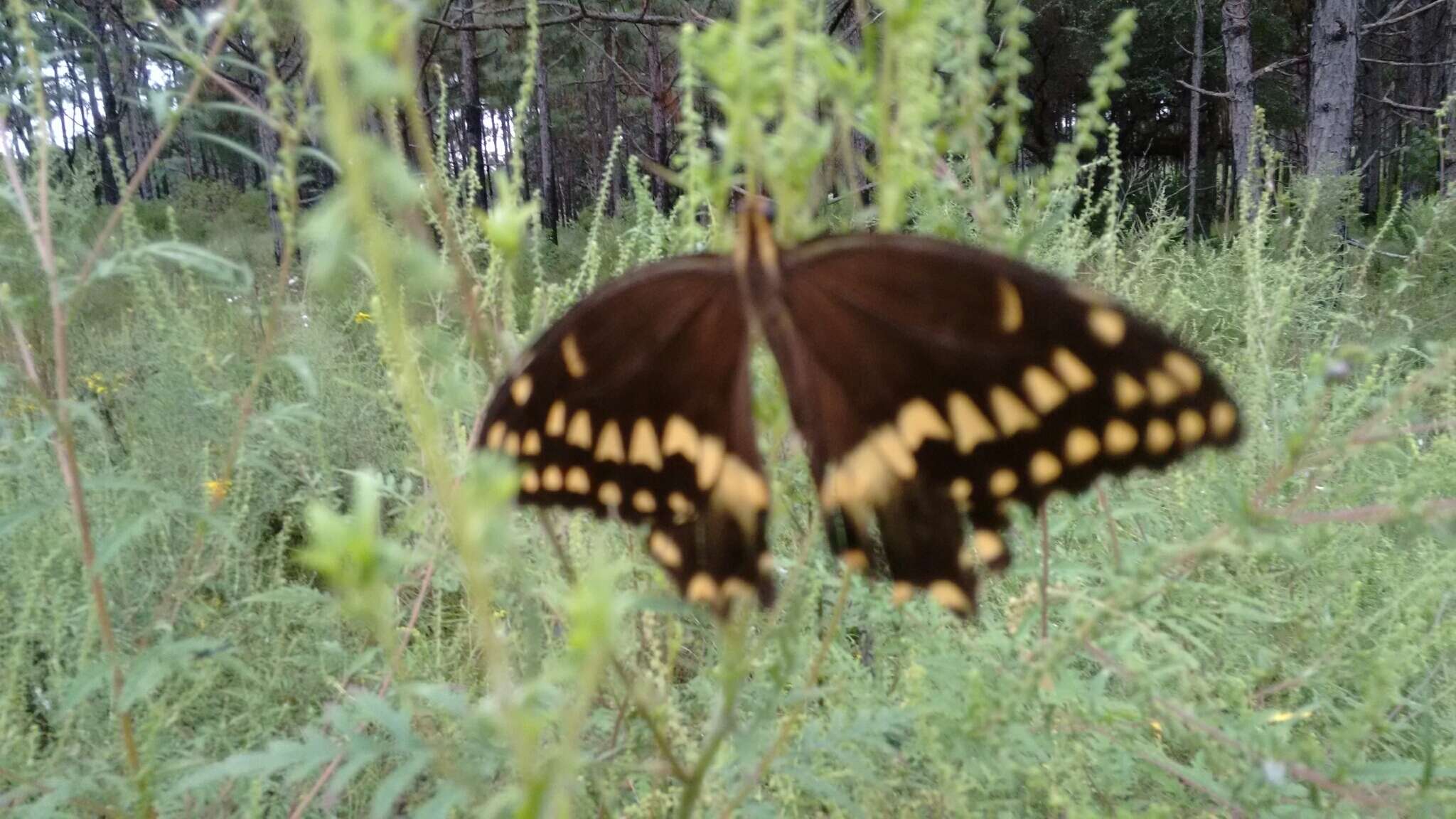 Image of Palamedes Swallowtail