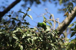 Image of Vernal Hanging Parrot