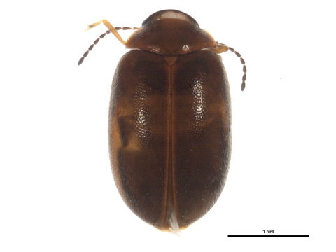 Image of <i>Cyphon variabilis</i> (Thunberg)