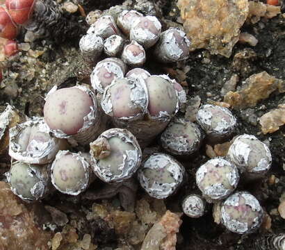 Image of Conophytum minutum var. minutum