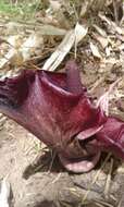 Image of Amorphophallus abyssinicus (A. Rich.) N. E. Br.