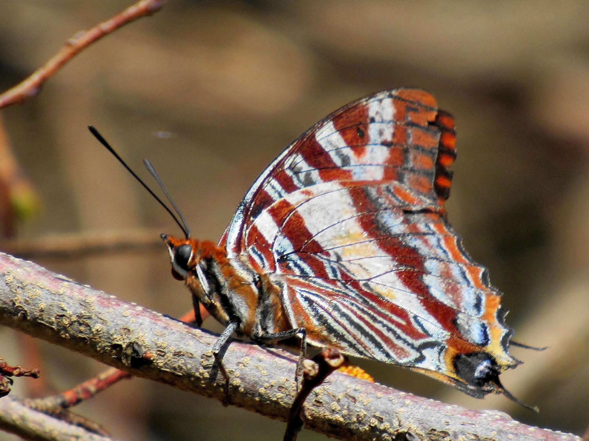 Image of Charaxes druceanus Butler 1869