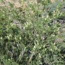 Image of Eysenhardtia orthocarpa var. orthocarpa