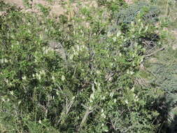 صورة Eysenhardtia orthocarpa var. orthocarpa