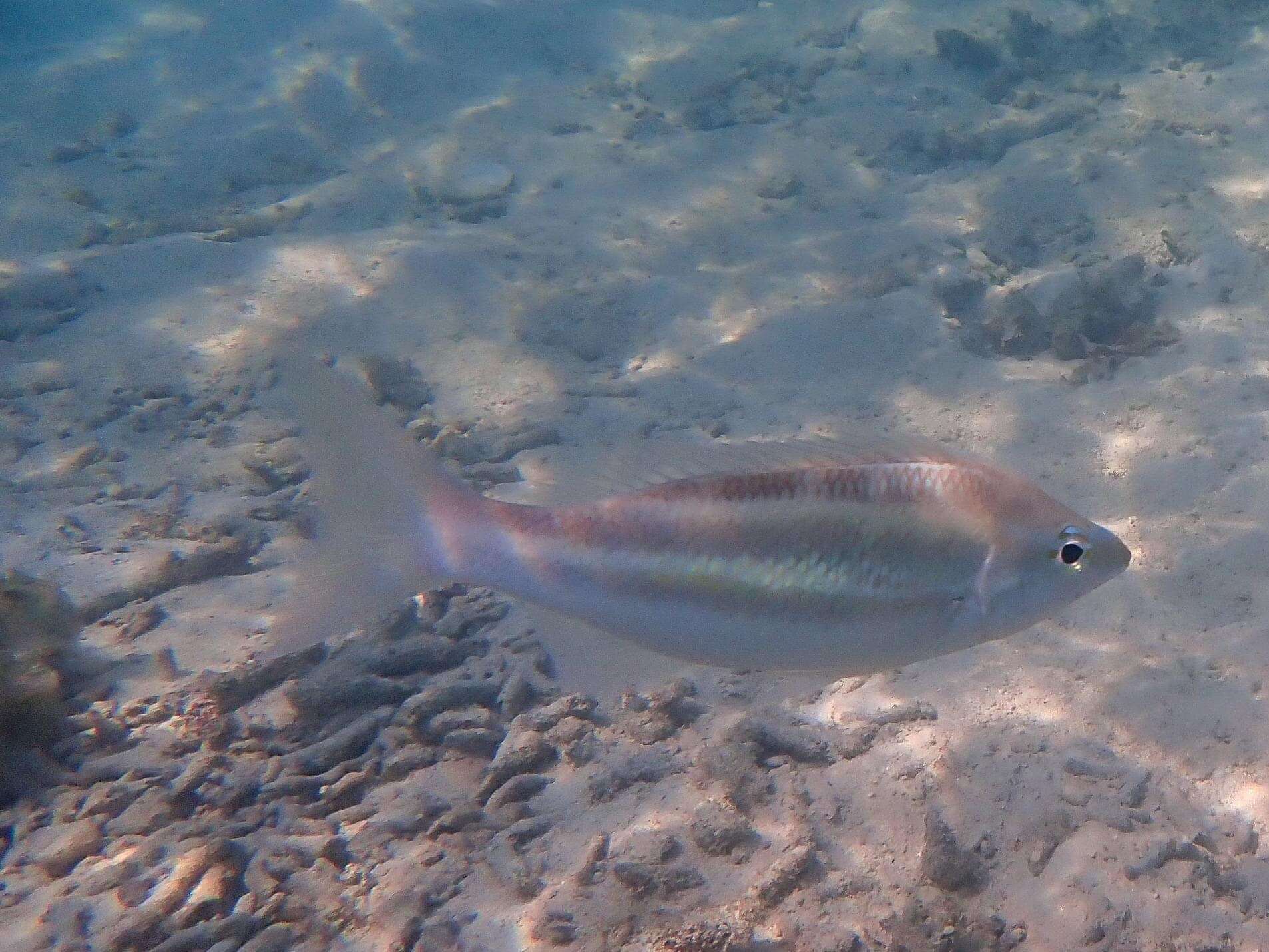 Image of Three-striped whiptail