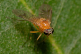 Image of Chrysopilus laetus Zetterstedt 1842