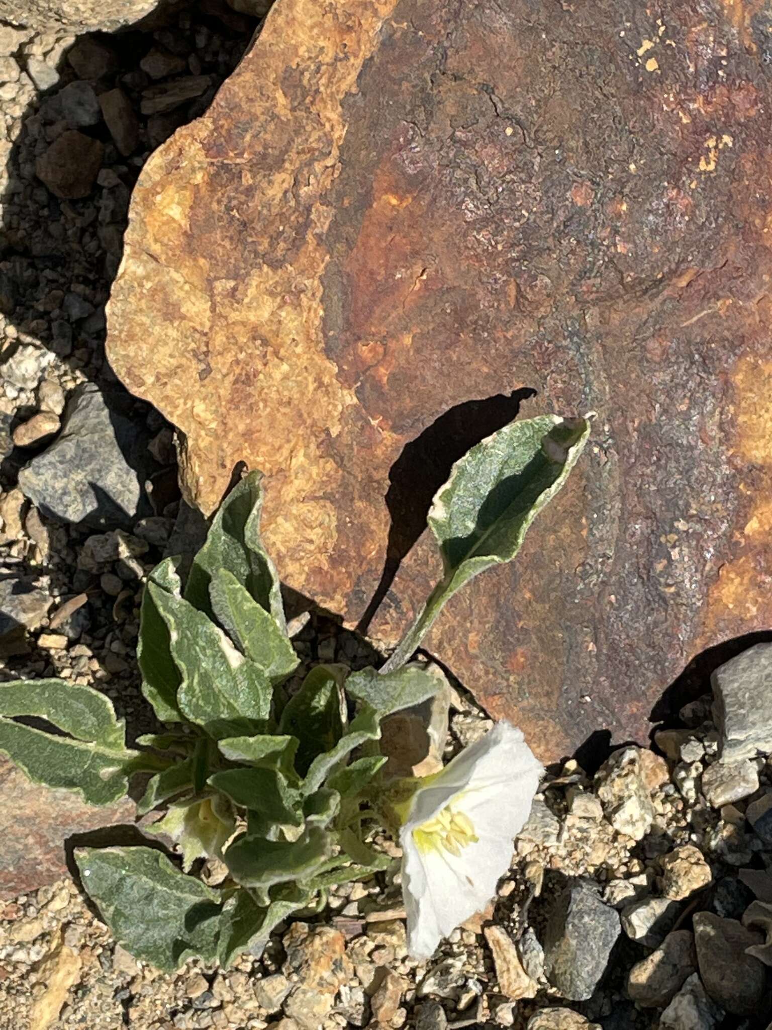 Image de Leucophysalis nana (A. Gray) Averett