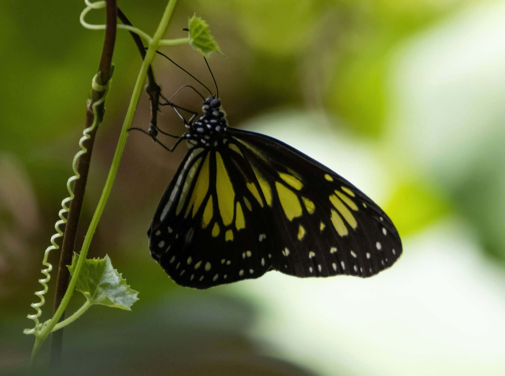 Image of Manado Yellow Tiger