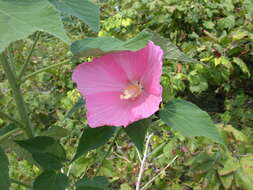 Sivun Hibiscus moscheutos subsp. moscheutos kuva