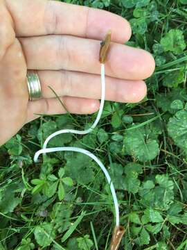 Image of Conocybe deliquescens Hauskn. & Krisai 2006