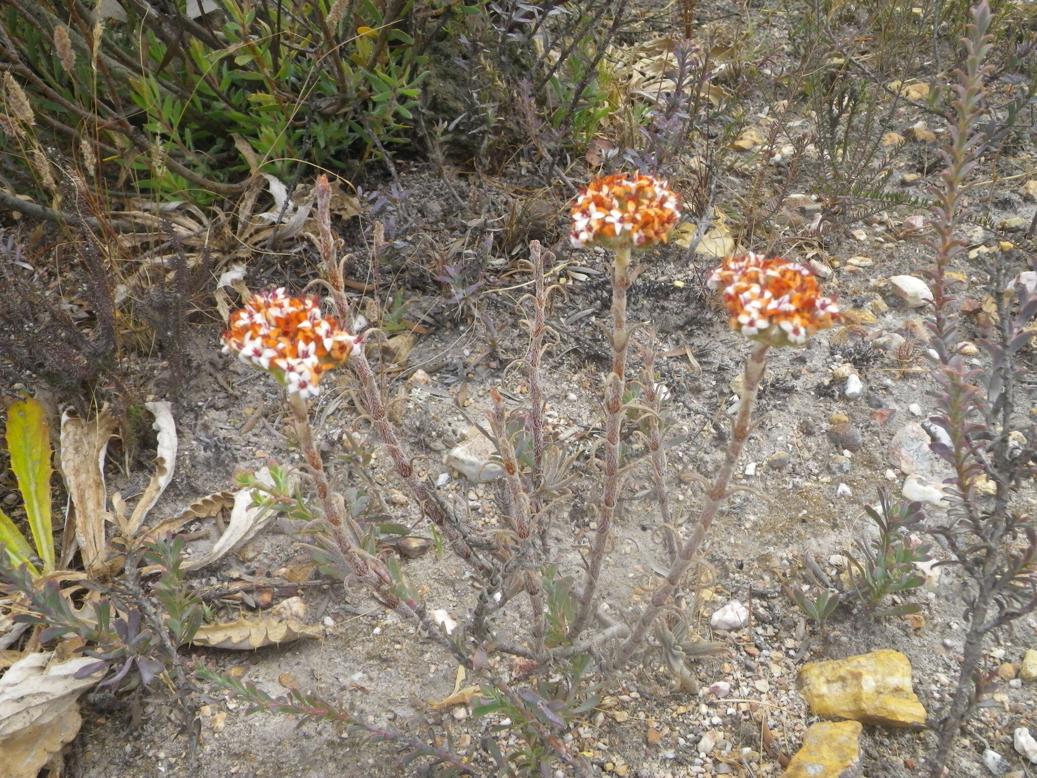 Image of Crassula scabra L.