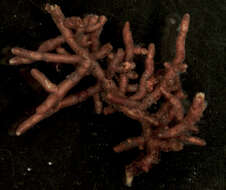 Image of Tylospora fibrillosa (Burt) Donk 1960