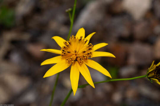 Bidens acrifolia Sherff的圖片