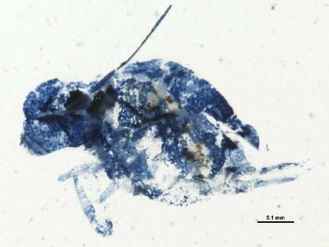 539.phapr bioug01763 e09 1351783348 jpg.580x360