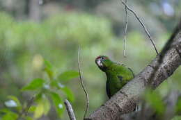 Image of Kermadec Parakeet