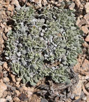 Image of cushion buckwheat