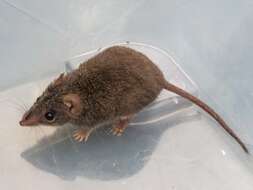 Image of Agile Antechinus