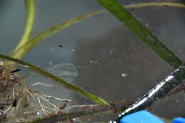 Image of Pacific sea gooseberry