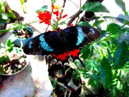 Слика од Parides gundlachianus (Felder & Felder 1864)